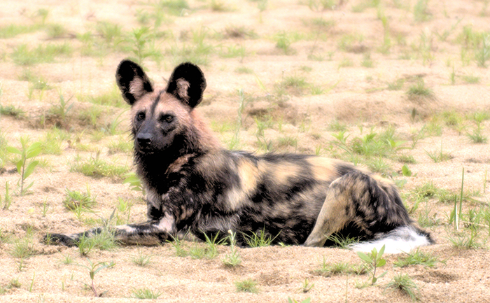 African dog
